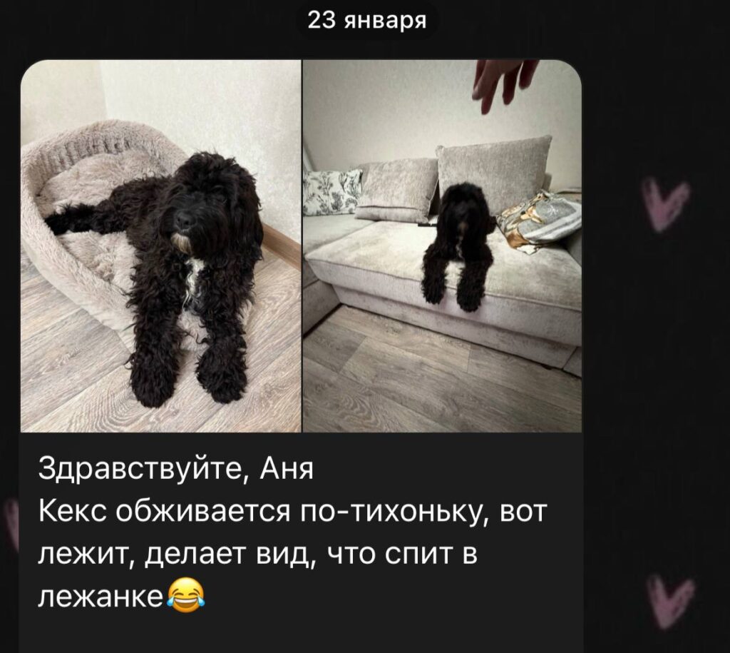 отзыв о черном кавапу